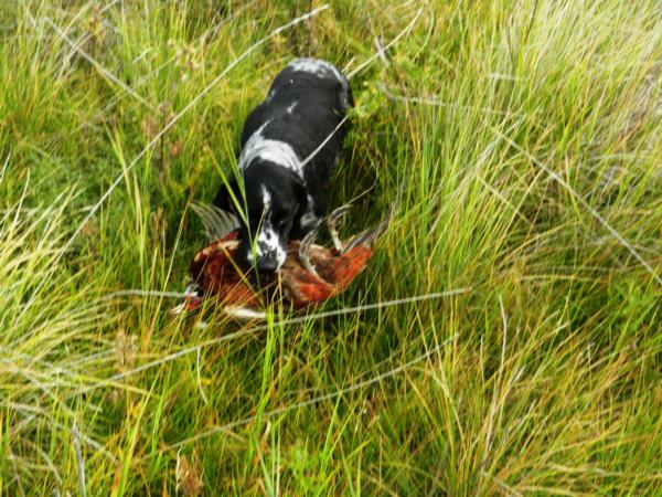 Dakota, owned by Randy Piearson, retrieves Violet Opitz first ever pheasant during the 2015 Headwaters youth hunt